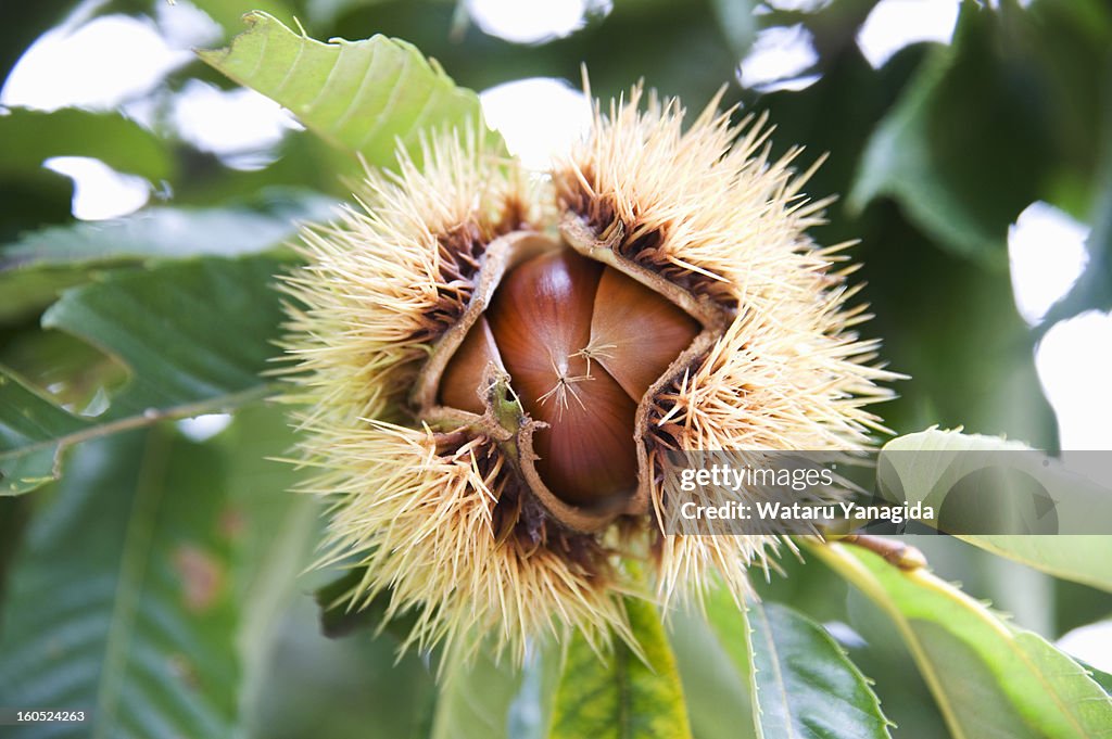Chestnuts on branch