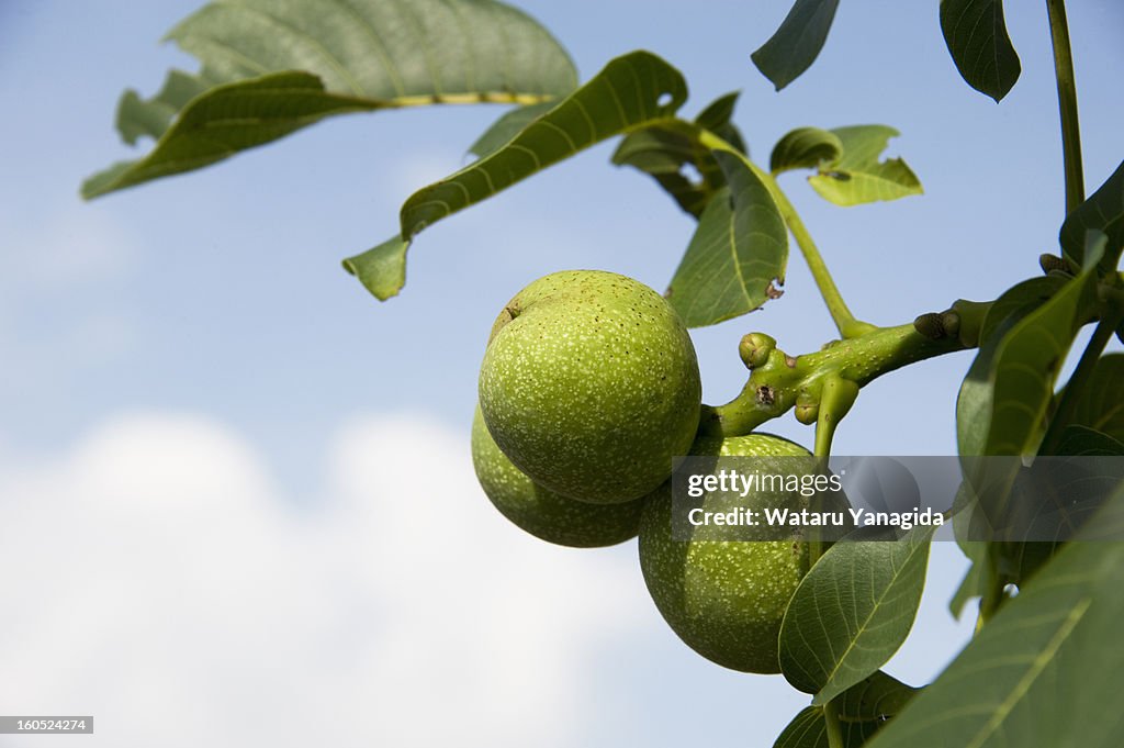 Walnuts on branch