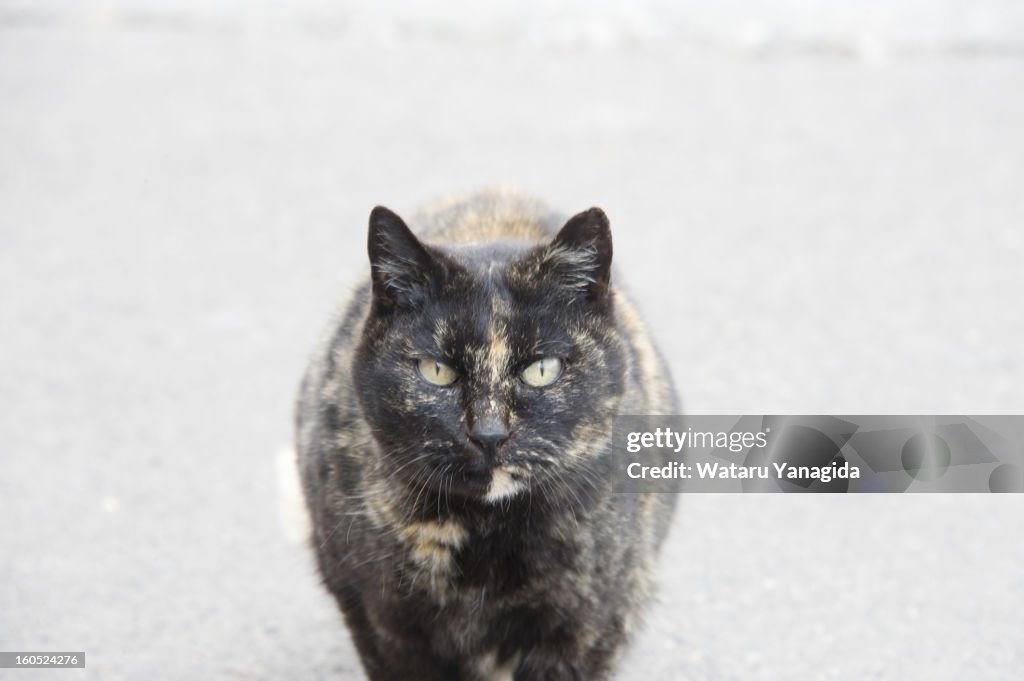Stray cat