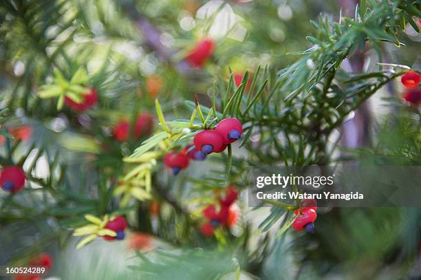 yew berries - tejo fotografías e imágenes de stock