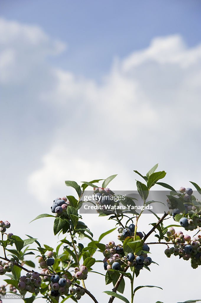 Blueberries on branch