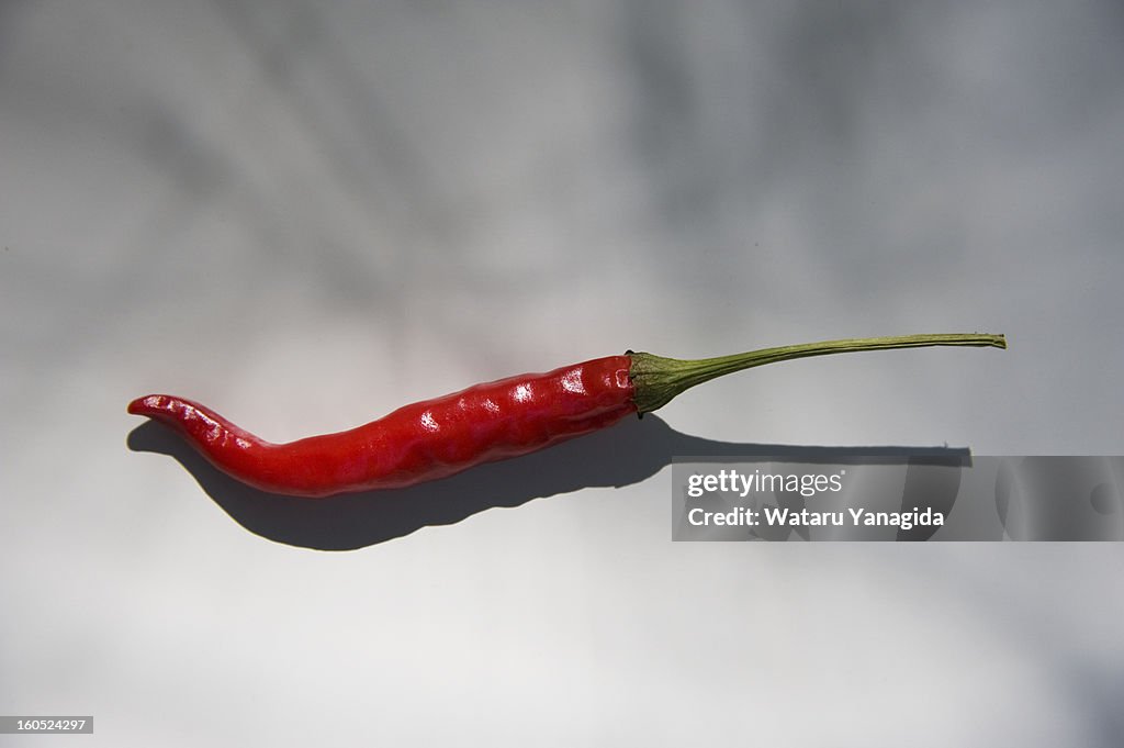 Chili pepper