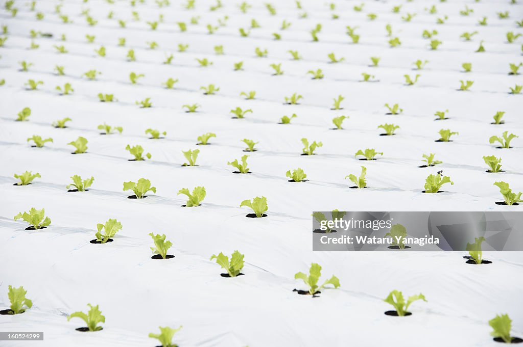 Field of lettuce