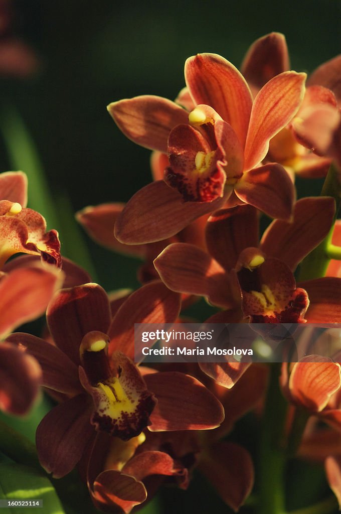 Brick Red Cymbidium Orchid in Full Bloom