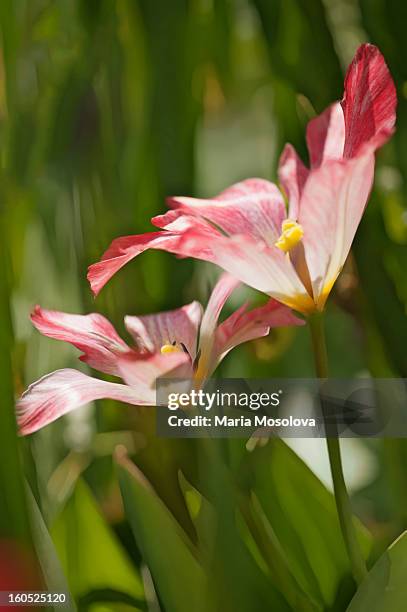 two aging kaufmaniana tulips - tulipa liliaceae kaufmanniana stock pictures, royalty-free photos & images