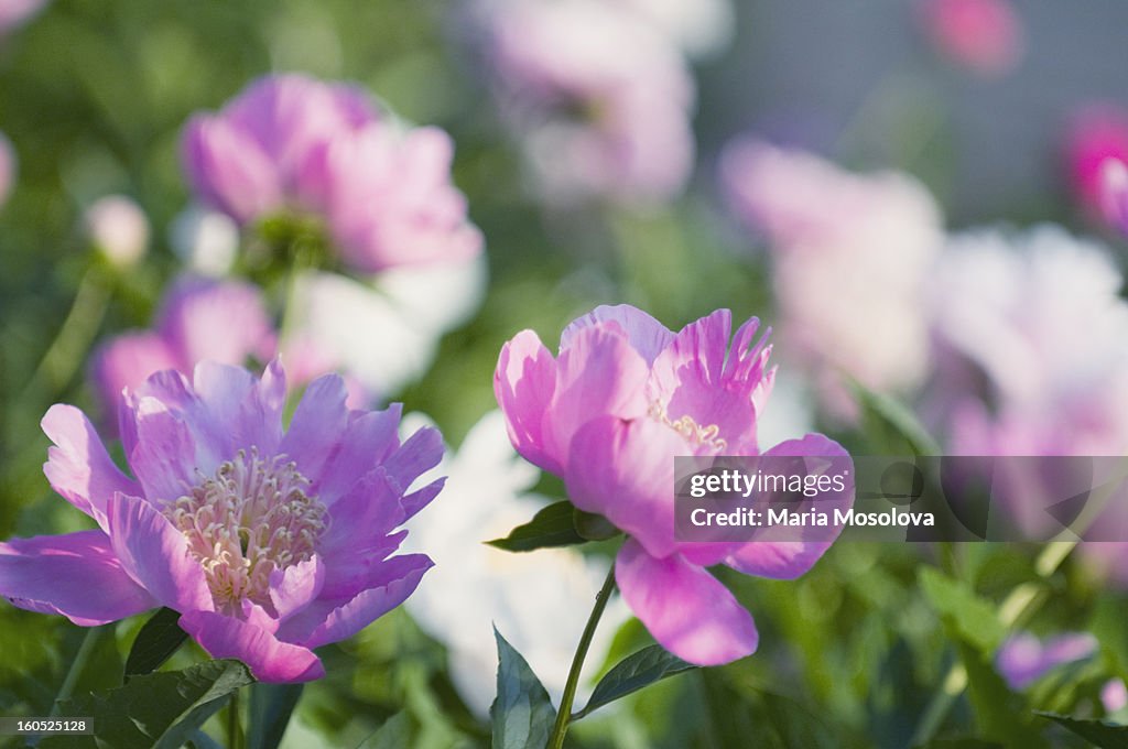 Peony Patch in Bloom