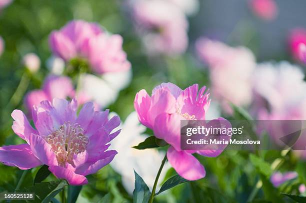 peony patch in bloom - chinese peony imagens e fotografias de stock