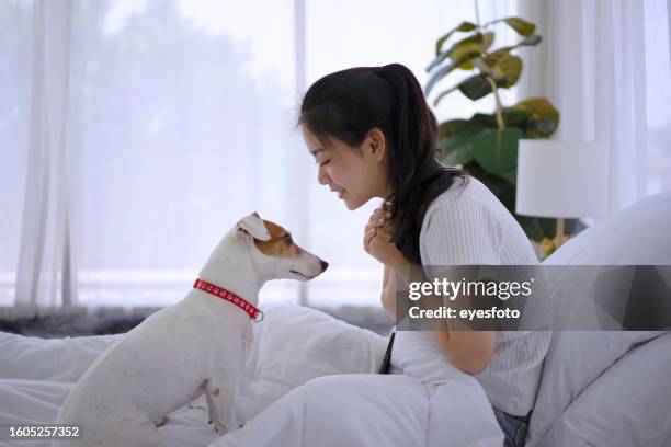 young woman play with her dog at home. - terrier stock pictures, royalty-free photos & images