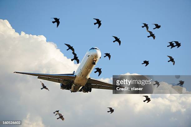 sunlit airplane taking off, birds close up - slugs stock pictures, royalty-free photos & images
