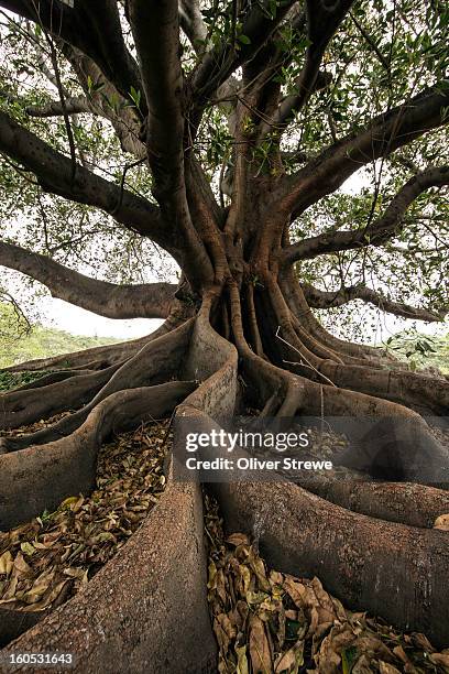 moreton bay fig tree - ficus tree stock pictures, royalty-free photos & images