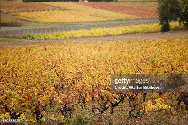 gaillac, midi-pyrenees, vineyard view - midi pyrenees stock pictures, royalty-free photos & images