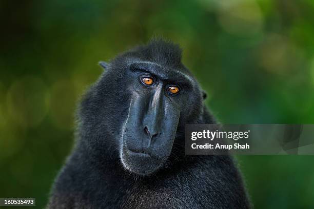 black crested macaque mature male portrait - celebes macaque stock-fotos und bilder