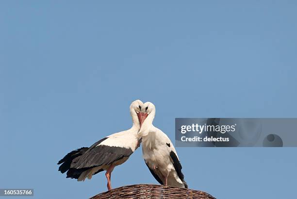 störche paar - stork stock-fotos und bilder