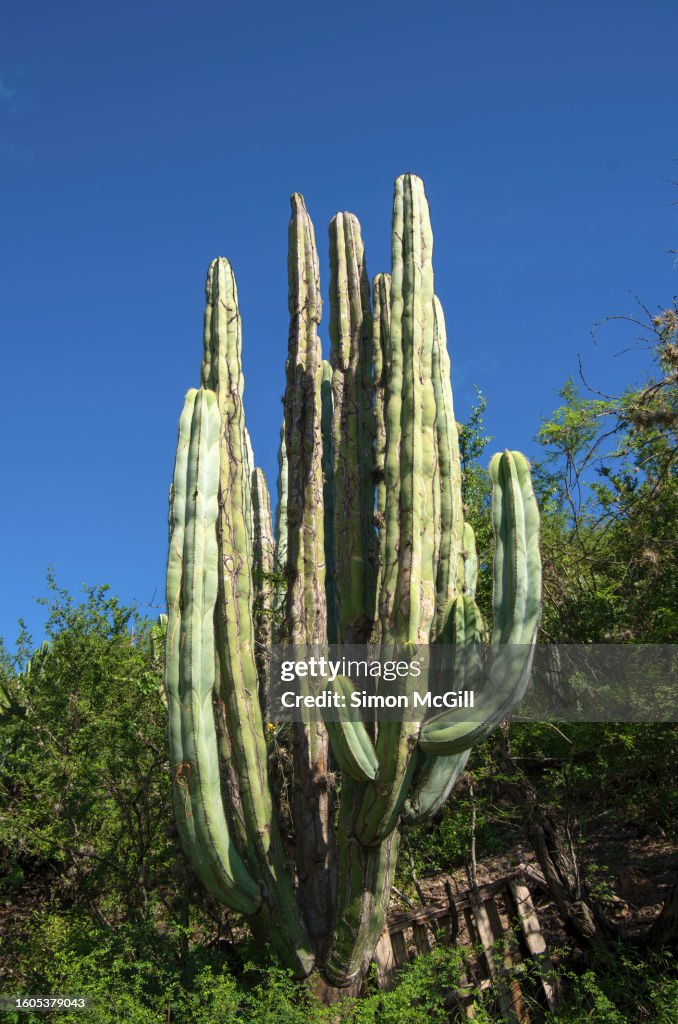 Large cactus, likely Isolatocereus dumortieri (commonly known as Candelabra Cactus), growing on a hillside amongst shrubland