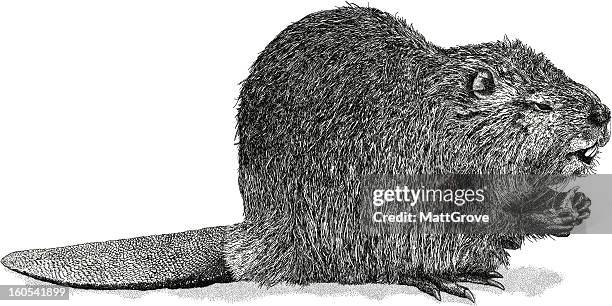 illustrazioni stock, clip art, cartoni animati e icone di tendenza di beaver - beaver