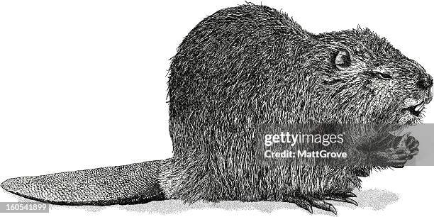 beaver - castor stock illustrations