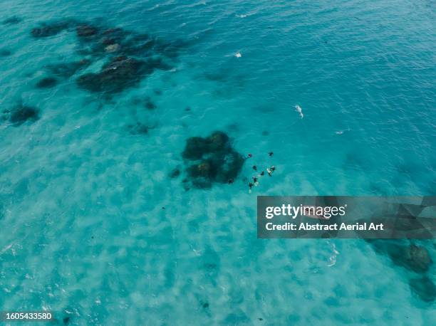 group of people snorkelling on the ningaloo reef photographed from an aerial point of view, exmouth, western australia, australia - western australia stock pictures, royalty-free photos & images