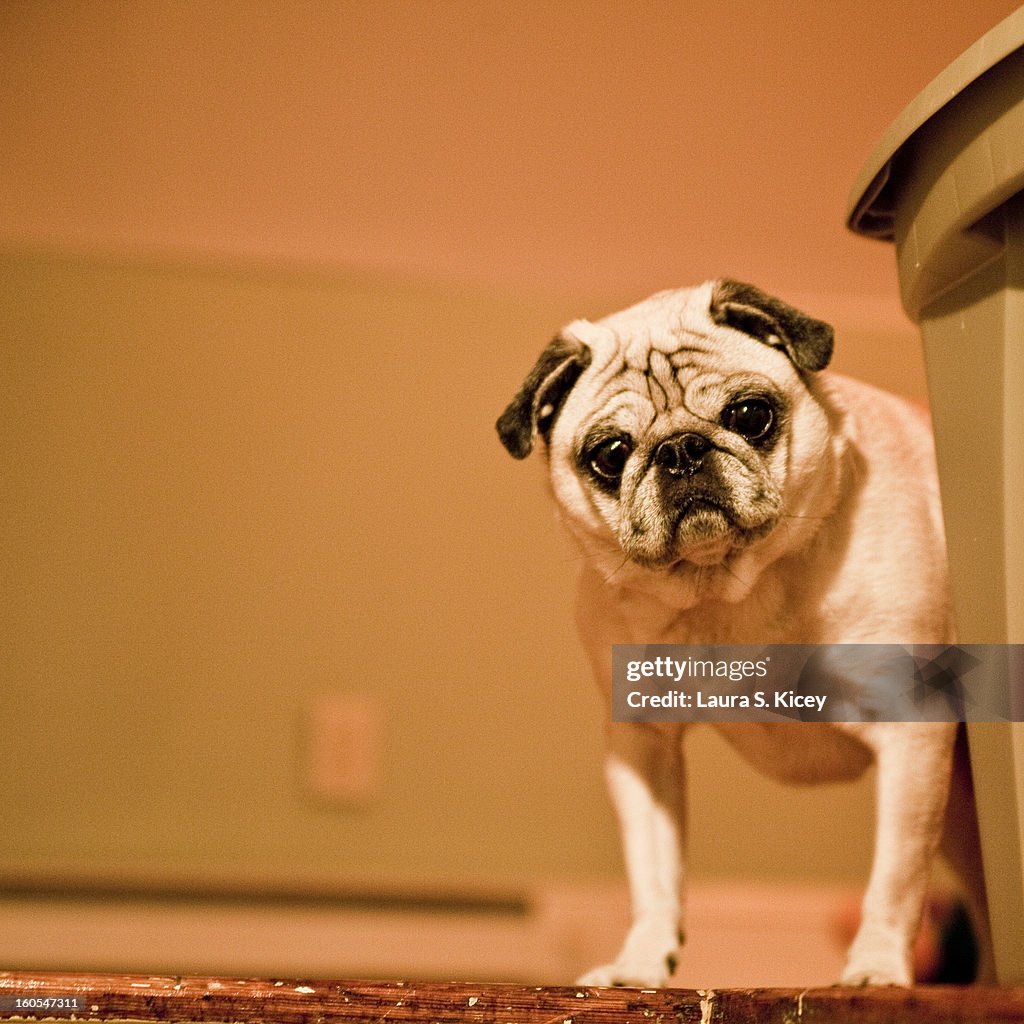 Pugly Pugly High-Res Stock Photo - Getty Images