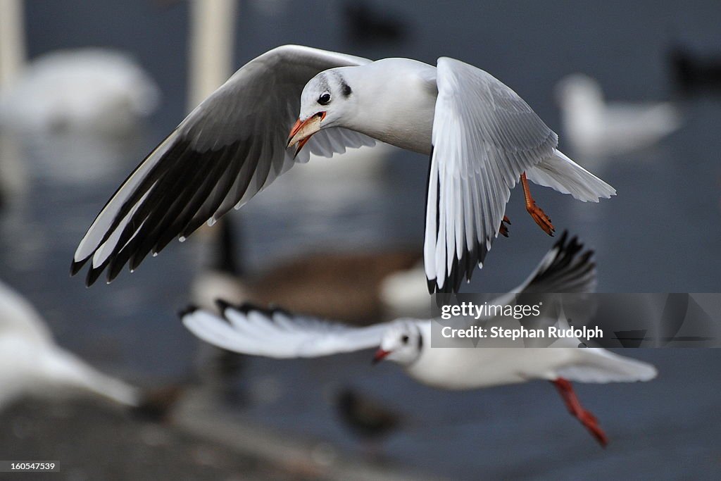 Seagull in Hyde Park