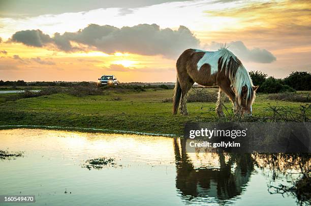 wild paint horse at the new forest, england - spotted lake stock pictures, royalty-free photos & images