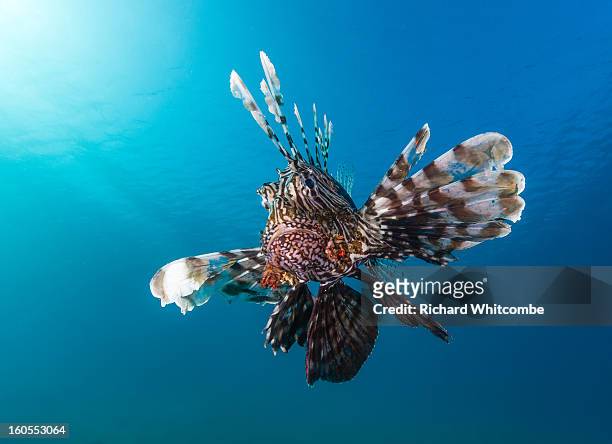 a lionfish with a blue water background - lion fish stock-fotos und bilder
