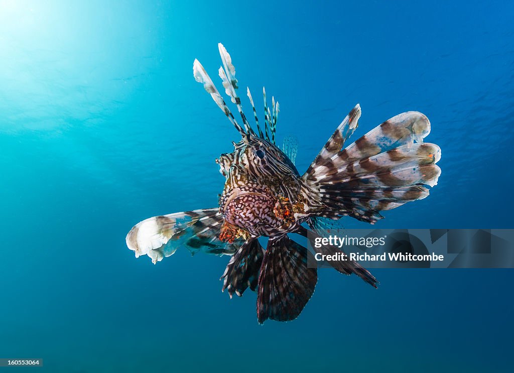 A Lionfish with a blue water background