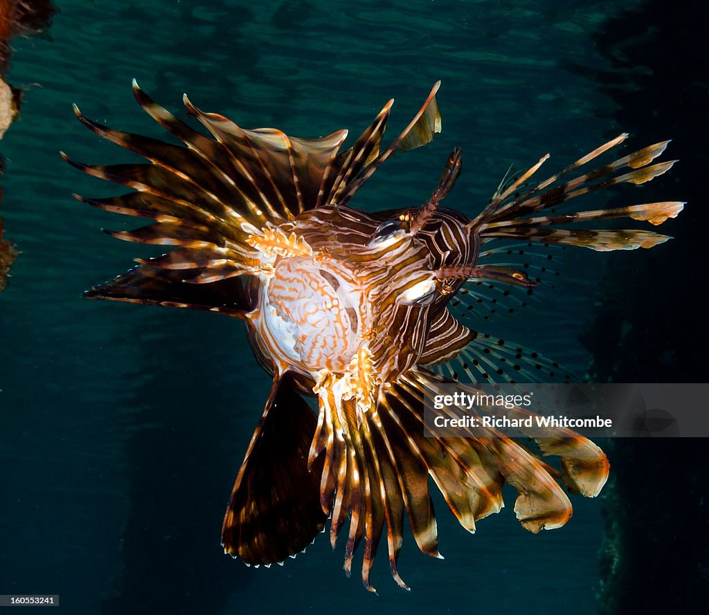 An angry lionfish under a jetty in shallow water