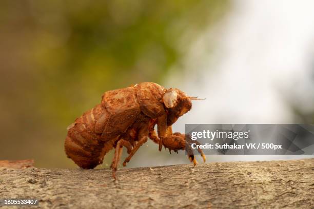 465 Cicada Shell Stock Photos, High-Res Pictures, and Images - Getty Images