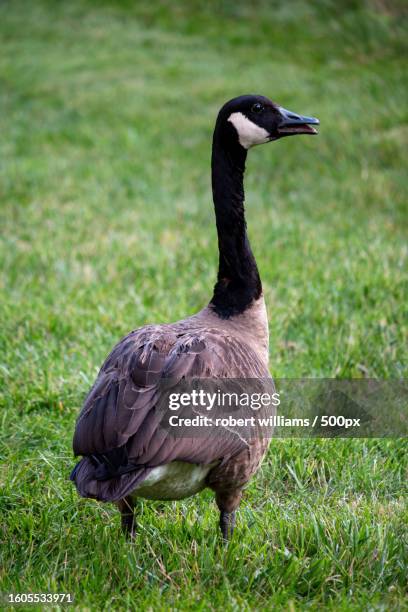 close-up of goose on field,durham,north carolina,united states,usa - durham north carolina stock pictures, royalty-free photos & images