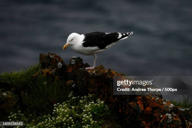close-up of puffin perching on rock - kelp gull stock pictures, royalty-free photos & images