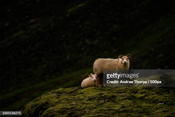 portrait of sheep standing on field - andree thorpe stock pictures, royalty-free photos & images