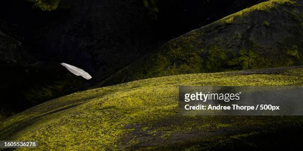 high angle view of moss on rock - andree thorpe stock pictures, royalty-free photos & images