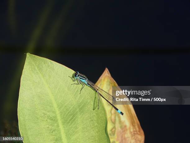 close-up of damselfly on leaf - rita wilden stock-fotos und bilder