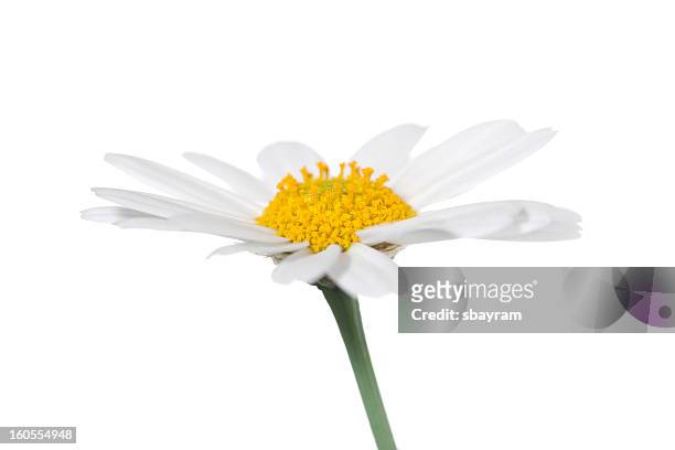 daisy aislado - chamomile plant fotografías e imágenes de stock
