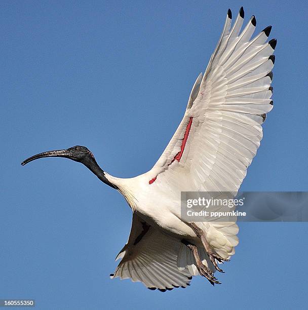 australian white ibis - ibis stock-fotos und bilder