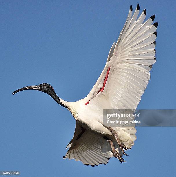 australian white ibis - ibis stockfoto's en -beelden