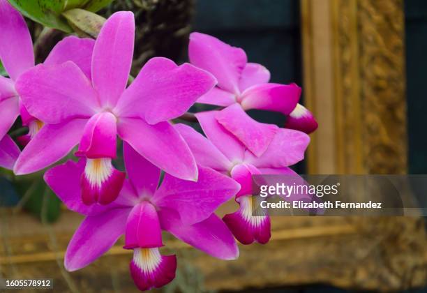 cattleya violacea orchids - fuchsia orchids stock pictures, royalty-free photos & images