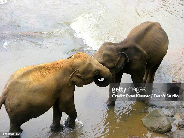 embracing elephants. - evan kissner stock pictures, royalty-free photos & images