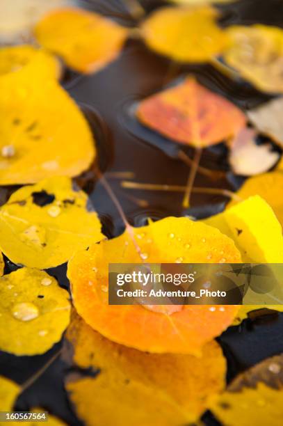 Aspen Leafs In Den Herbst Mit Wassertropfen, Stock-Foto
