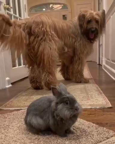 Man Kicks Rabbit Dog Rabbit Videos and HD Footage - Getty Images