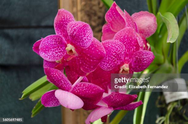 vanda tarab waxy orchids, bright pink and well spotted. - vandaceous stockfoto's en -beelden