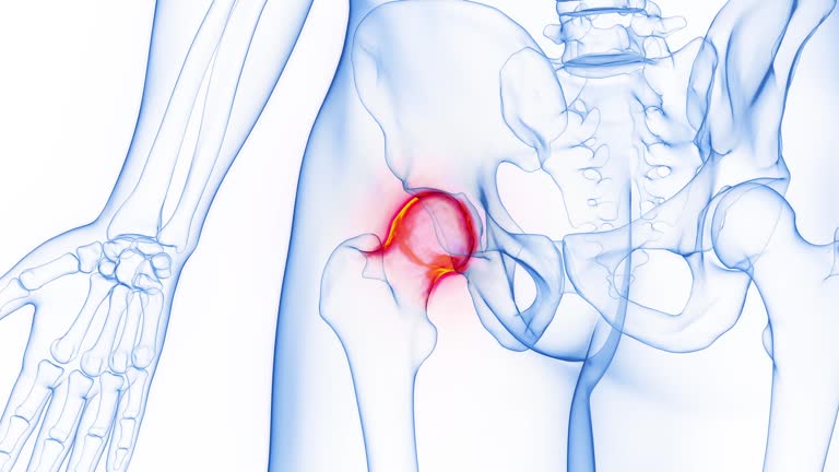 Left Hip Hip Joint Anatomy Videos and HD Footage - Getty Images