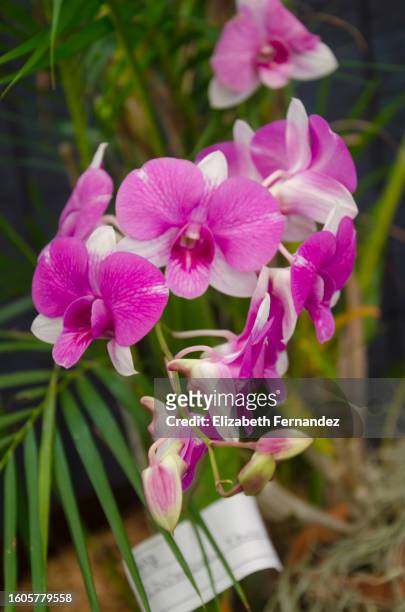 dendrobium bigibbum (cooktown orchid /  mauve butterfly) orchids - fuchsia orchids stock pictures, royalty-free photos & images