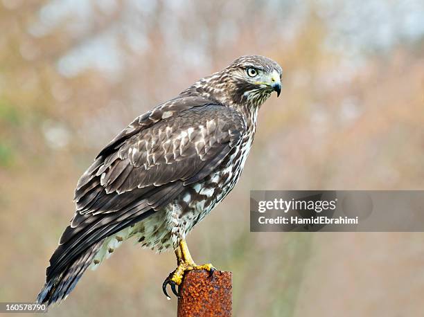 red-tailed hawk - roodstaartbuizerd stockfoto's en -beelden