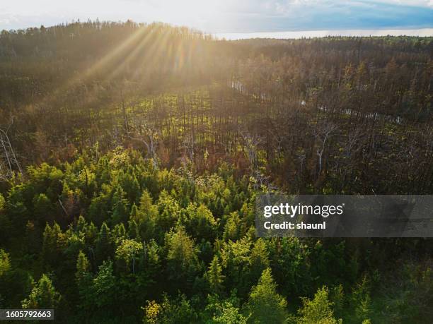 forest recovering from wildfire - climate change canada stock pictures, royalty-free photos & images