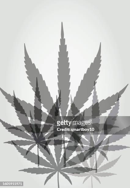 cannabis or marijuana leaves - black and white, monochrome - marijuana leaf outline stock illustrations
