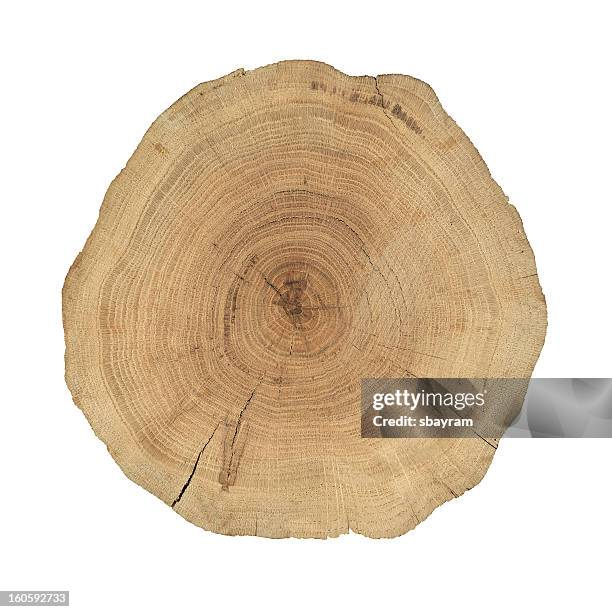 sezione trasversale di legno - log foto e immagini stock