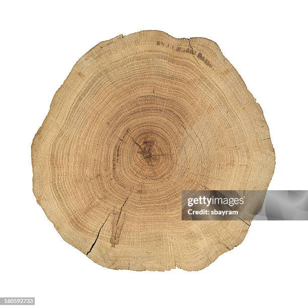 seção transversal de madeira - tree trunk - fotografias e filmes do acervo