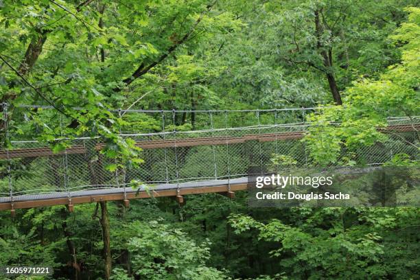 Canopy Rope Bridge High Rope Bridge Photos and Premium High Res Pictures - Getty Images