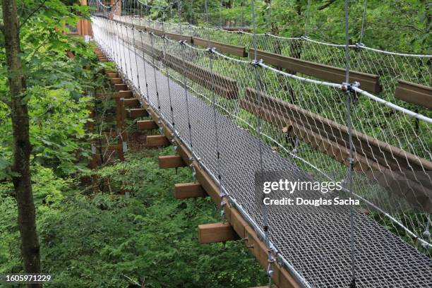 Forest Rope Bridge Rope Bridge Aerial Photos and Premium High Res Pictures - Getty Images